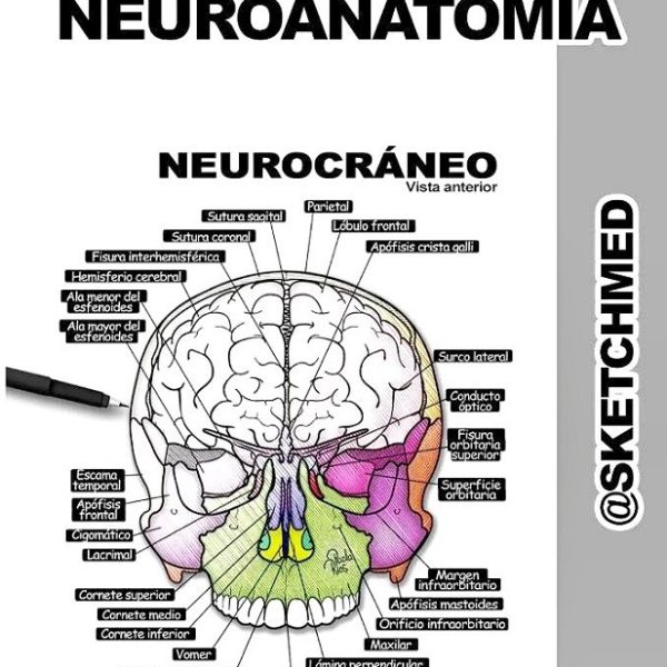 دانلود کتاب Ilustraciones de Neuroanatomía. Editorial Médica Sketch Med