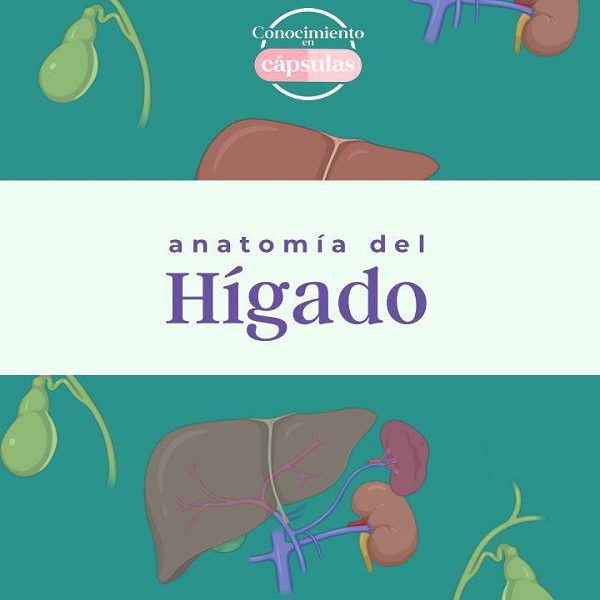 دانلود کتاب Anatomía del Hígado